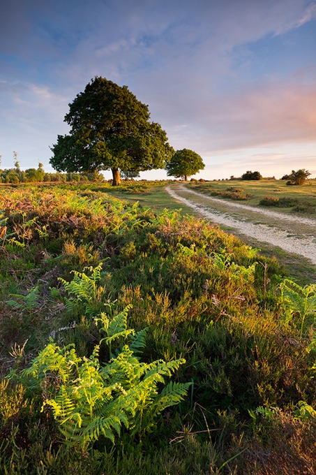 0088 New Forest, Hampshire