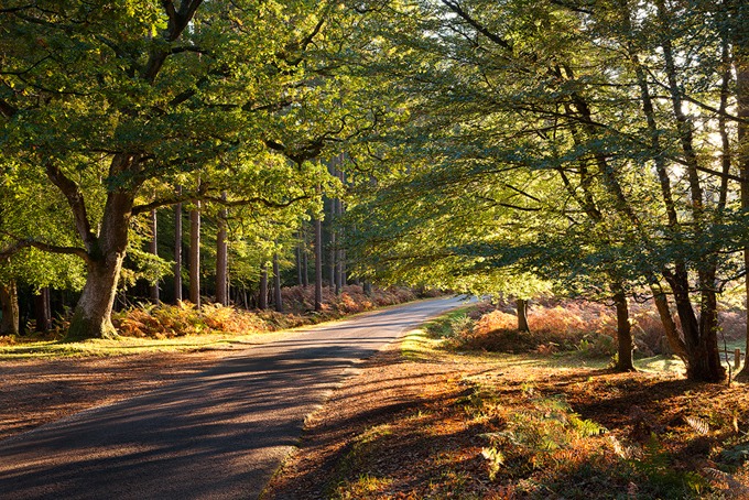 0104 New Forest, Hampshire