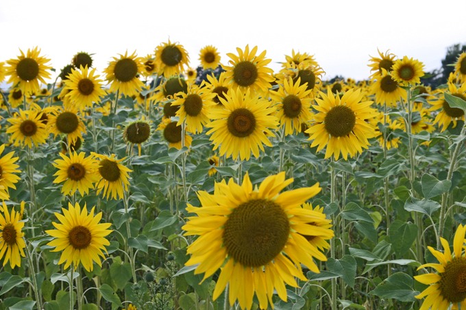 0415 Sunflowers