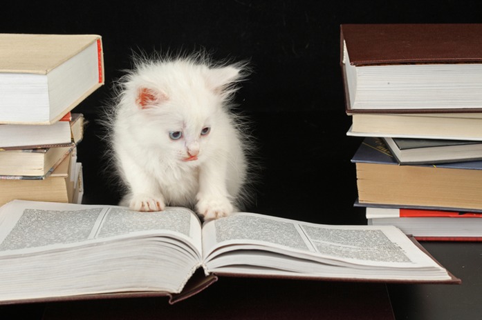 0917 kitten reading lores.jpg