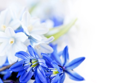 432 Blue Flowers