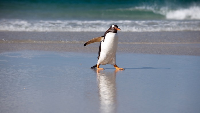443 lonely penguin.jpg